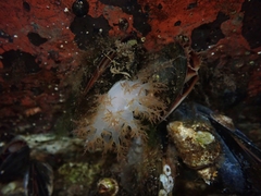 Dendronotus rufus