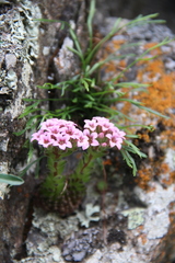 Prometheum pilosum