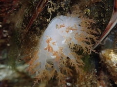 Dendronotus rufus