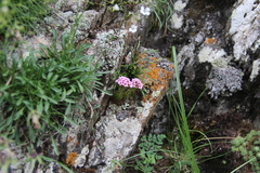 Prometheum pilosum