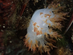 Dendronotus rufus
