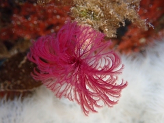 Schizobranchia insignis