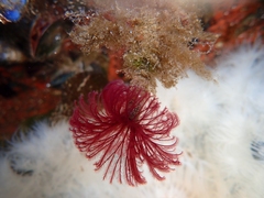 Schizobranchia insignis