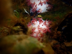 Dendronotus rufus