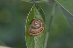 Cornu aspersum