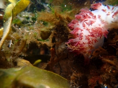 Dendronotus rufus