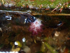 Dendronotus rufus