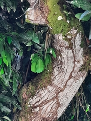 Trichocentrum caatingaense