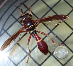 Monoceromyia floridensis