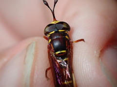 Monoceromyia floridensis