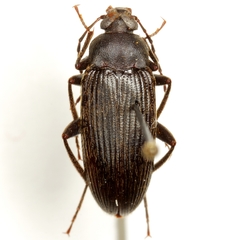 Lobopoda opacicollis