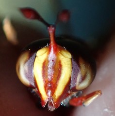 Monoceromyia floridensis