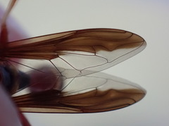 Monoceromyia floridensis