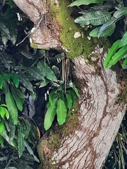 Trichocentrum caatingaense