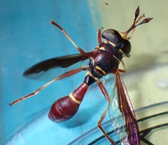 Monoceromyia floridensis