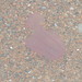 photo of Northern Comb Jelly (Beroe cucumis)