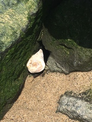 Crassostrea virginica