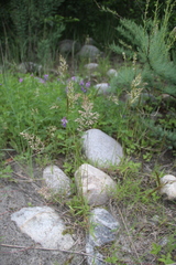 Trisetum rigidum