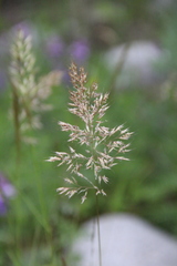Trisetum rigidum
