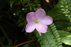 Monolena primuliflora