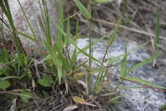 Trisetum rigidum