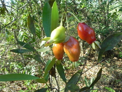 Eugenia involucrata