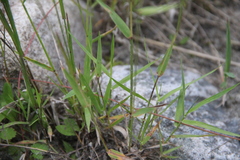 Trisetum rigidum