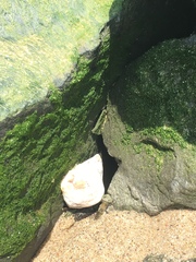 Crassostrea virginica