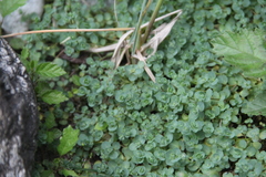 Veronica telephiifolia glareosa
