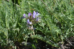 Astragalus laxmannii