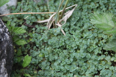 Veronica telephiifolia glareosa