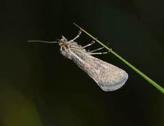 Brachodes