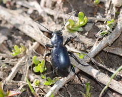 Carabus namanganensis