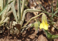 Hermannia lancifolia