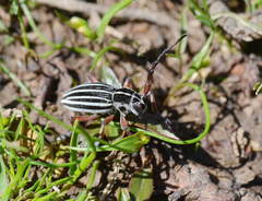 Dorcadion turkestanicum