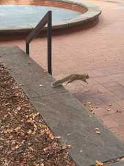 Sciurus carolinensis