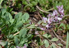 Corydalis ledebouriana