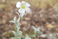 Cerastium candidissimum