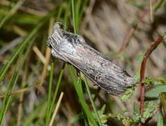 Cucullia vicina