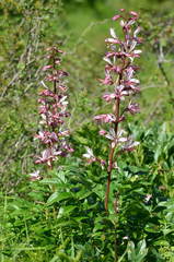 Dictamnus angustifolius