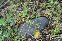 Stellaria anagalloides