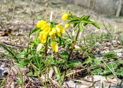 Gymnospermium odessanum