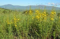 Hypericum elongatum