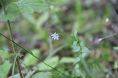 Stellaria anagalloides
