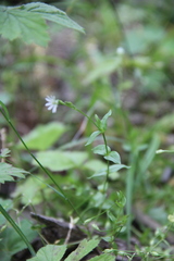 Stellaria anagalloides