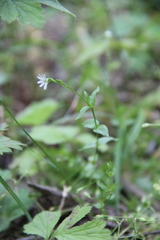 Stellaria anagalloides