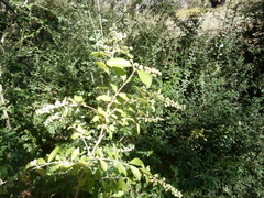 Ligustrum quihoui