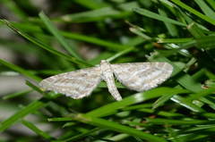 Eupithecia extensaria