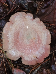 Lactarius subpurpureus
