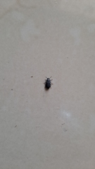 Tenebrionidae